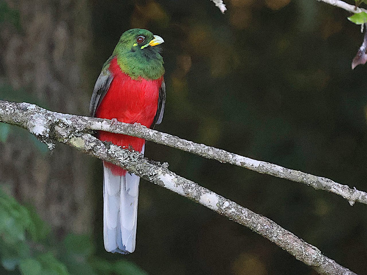 Johan Gouws Birding, starting from