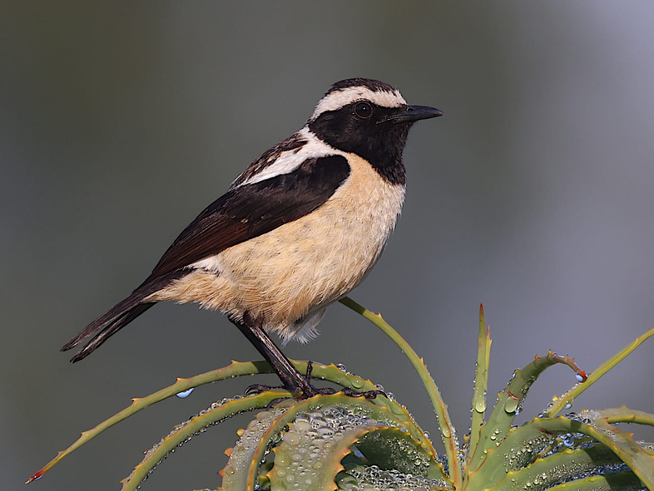 Johan Gouws Birding, starting from