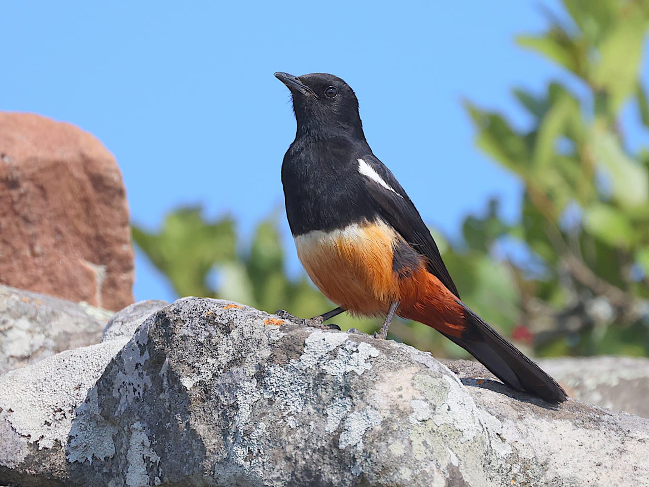 Johan Gouws Birding, starting from