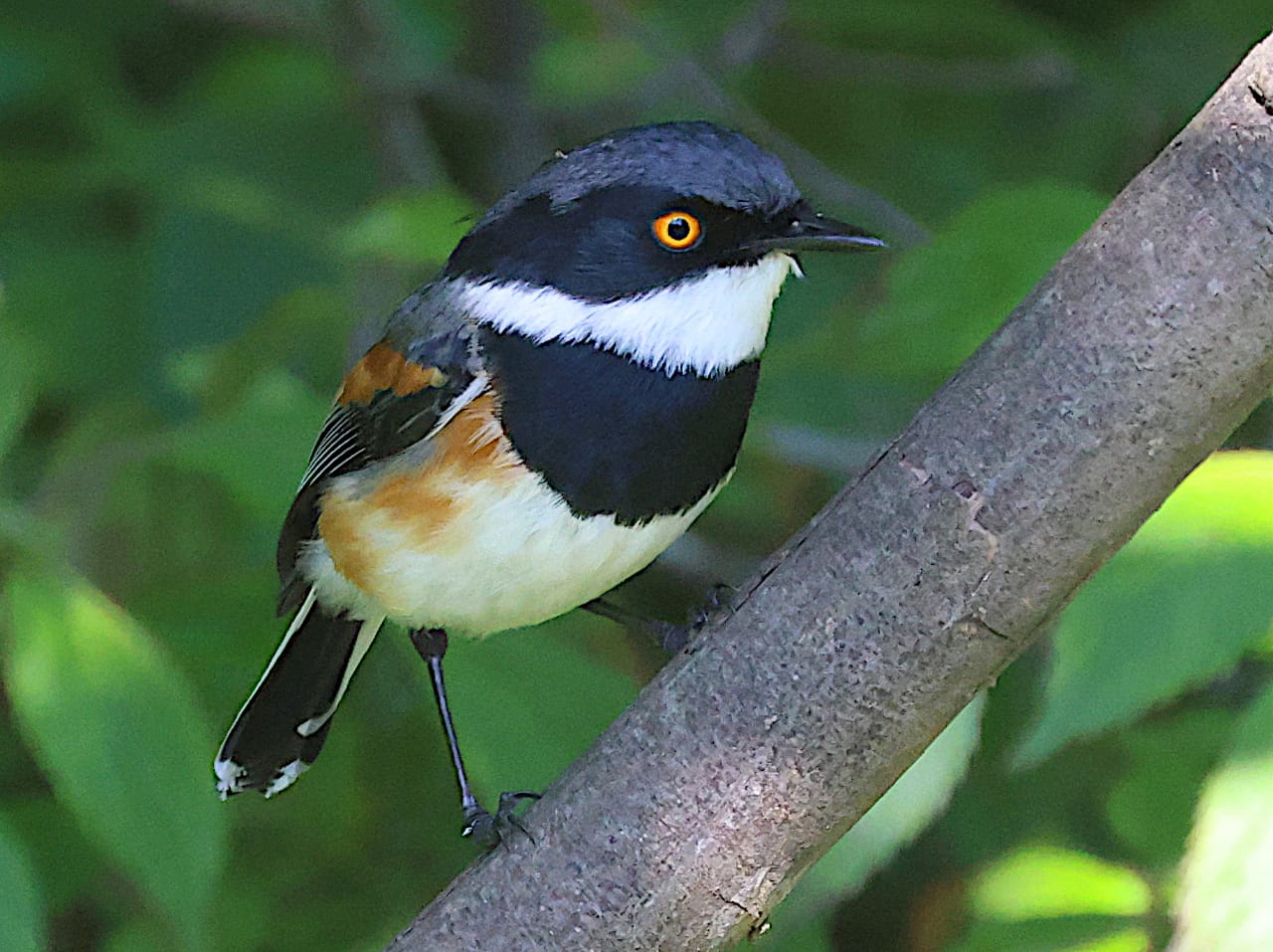 Johan Gouws Birding, starting from
