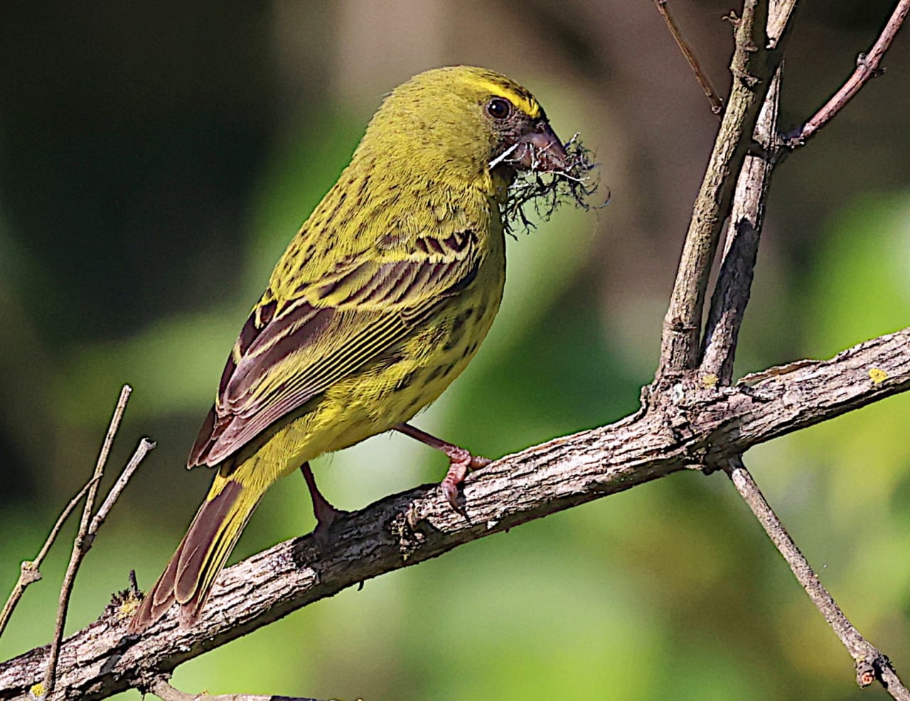 Johan Gouws Birding, starting from